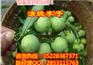 陇南川早2号,陇南川早核桃苗批发,陇南核桃苗品种区别