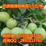 城固核桃苗,城固核桃苗销售旺季,城固核桃苗种植时间