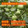 满城川早2号，满城川早核桃苗亩产，满城川早核桃苗土质