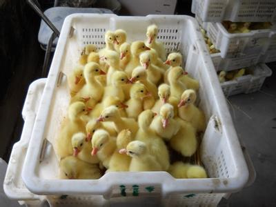 常年出售大种鹅苗  鸭苗  鸡苗