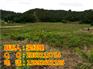 铜梁核桃苗,铜梁川早2号核桃苗,铜梁川早核桃苗基地