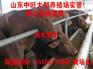 涿州杜泊羊养殖养殖技术