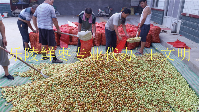 乐陵鲜枣产地供应商&nbsp;&nbsp;乐陵鲜枣批发商&nbsp;&nbsp;山东冬枣产地代办&nbsp;&nbsp;山东长红枣产地
