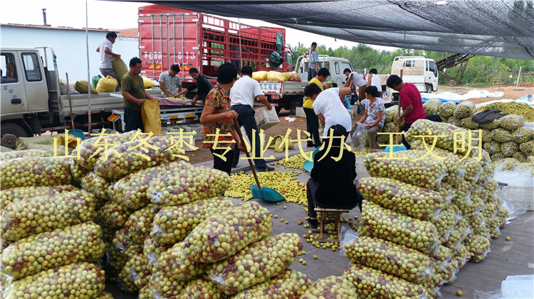 乐陵鲜枣产地供应商&nbsp;&nbsp;乐陵鲜枣批发商&nbsp;&nbsp;山东冬枣产地代办&nbsp;&nbsp;山东长红枣产地