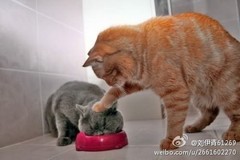 厦门进口比利时宠物粮食报关时间