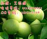 川早系列核桃苗，川早系列核桃苗特点