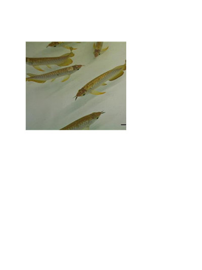 济南高新区水族器材专业销售