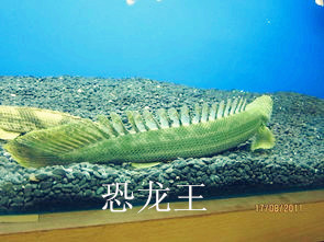 济南历下区热带鱼专卖店