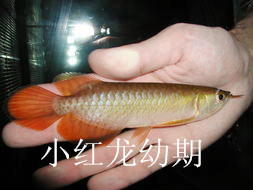 济南历下区热带鱼专卖店