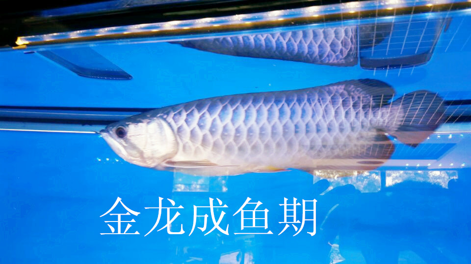 济南虎鱼销售