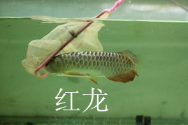 济南锦鲤销售