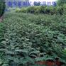 吴忠0.5公分枸橘苗