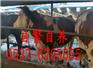 杭州肉牛养殖价格
