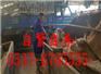 广州小肉牛价格