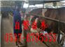 青岛肉牛养殖价格
