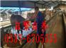 烟台肉牛犊价格