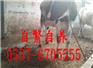 常州肉驴仔价格