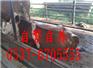嘉兴小肉牛犊价格