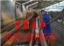 泰安肉牛犊价格