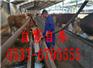 惠州肉驴仔价格