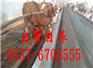 岳阳小肉牛犊价格