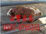 通辽肉牛犊价格