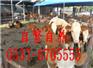 邢台肉驴苗价格