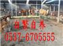 衡阳肉驴养殖价格