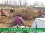 优质油用牡丹北京承雨牡丹种苗报价