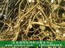优质油用承雨牡丹种苗批发