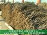 承雨牡丹籽多少钱一千克