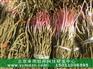 承雨牡丹种苗咨询