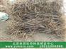 承雨牡丹种苗一亩地多少钱