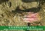 承雨牡丹种苗特价供应