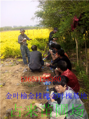 金叶榆&nbsp;&nbsp;矮接金叶榆&nbsp;&nbsp;碗装金叶榆&nbsp;&nbsp;高接金叶榆