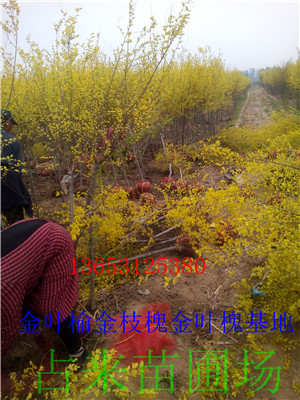 金叶榆&nbsp;&nbsp;矮接金叶榆&nbsp;&nbsp;碗装金叶榆&nbsp;&nbsp;高接金叶榆