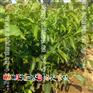 辽核核桃种植优势,四川核桃树苗,核桃苗哪里有卖,薄壳核桃苗