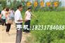出售150万株酸枣苗