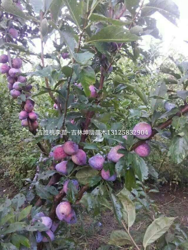 吉林坤朋苗圃出售吉胜李子苗，2015吉胜李子苗_报价  吉林吉胜李子苗  通化吉胜李子苗