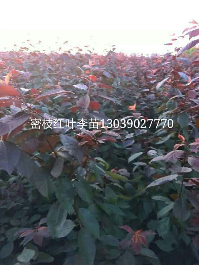 吉丰李苗，出售晚黄李子苗，平顶红李子苗_吉林坤朋苗圃  吉丰李子苗  吉林李子苗  吉林吉丰李子苗