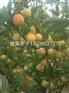吉林出售李子苗，内蒙蛋黄李子苗，吉胜李子苗生产基地