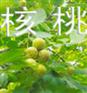 厦门核桃苗价格优惠