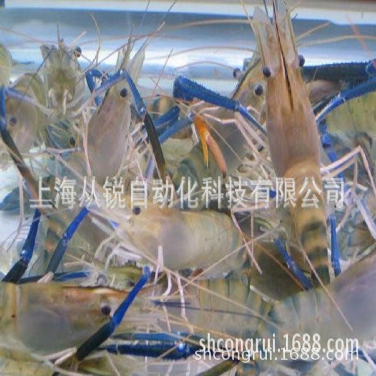 南美白对虾、罗氏沼虾循环水养殖系统，自动控制系统集成&nbsp;&nbsp;虾类循环水养殖