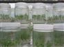 要买桉树组培苗就到微绿生物科技公司 荔蒲桉树组培苗