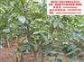 宣汉核桃苗|宣汉核桃苗基地|宣汉核桃苗批发
