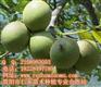 重庆核桃苗批发