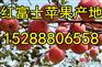 红富士苹果基地 红富士苹果产地
