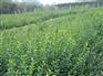 山东扶芳藤价格 青州扶芳藤基地 扶芳藤批发