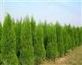青州1.5米蜀桧 青州2米蜀桧基地