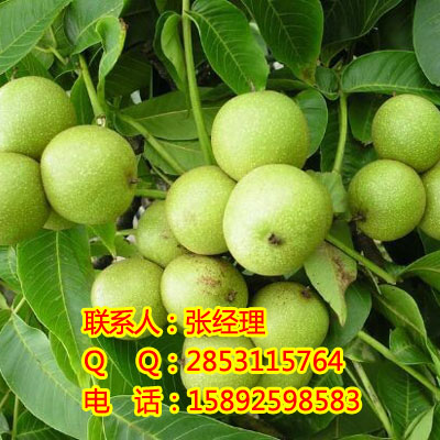 四川维尔路达科技有限公司